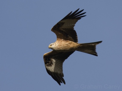 Red Kite (Milvus milvus) Graham Carey